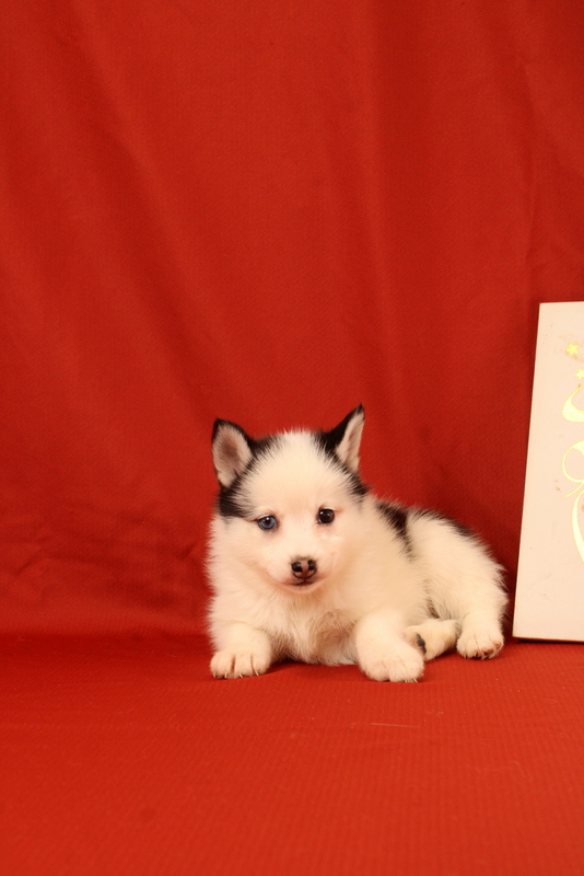puppy, for, sale, Pomsky, Matthew B. Stoltzfus, dog, breeder, Gap, PA, dog-breeder, puppy-for-sale, forsale, nearby, find, puppyfind, locator, puppylocator, aca